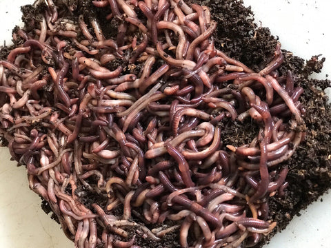 50 Red Wiggler Composting Worms Eisenia Fetida