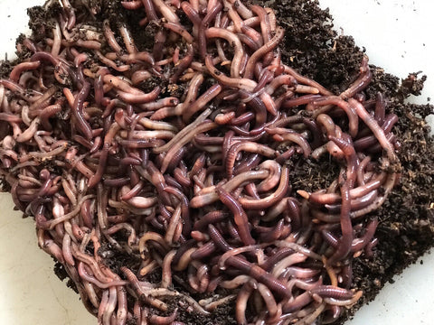 300 Red Wiggler Composting Worms Eisenia Fetida.